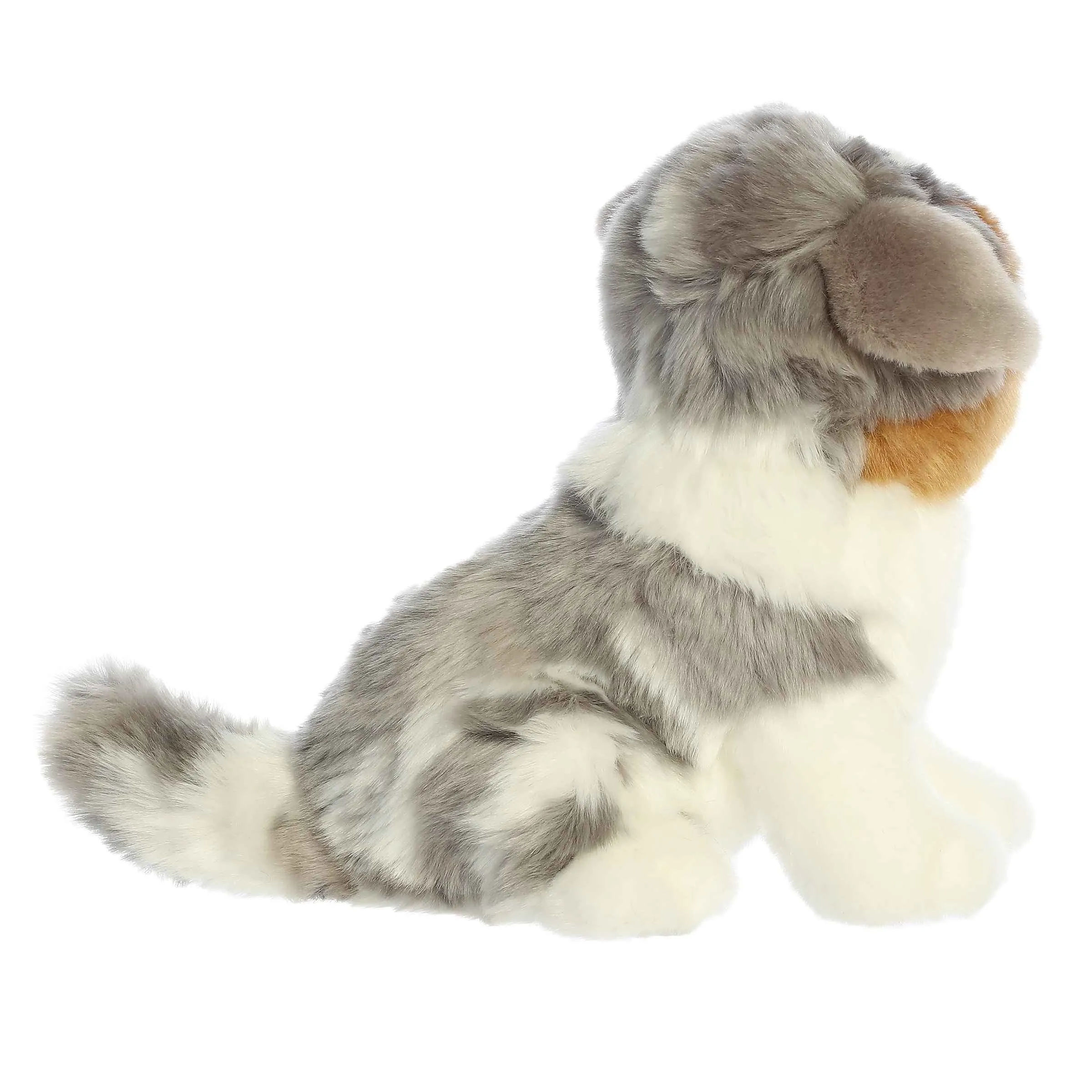 Australian Shepherd Pup
