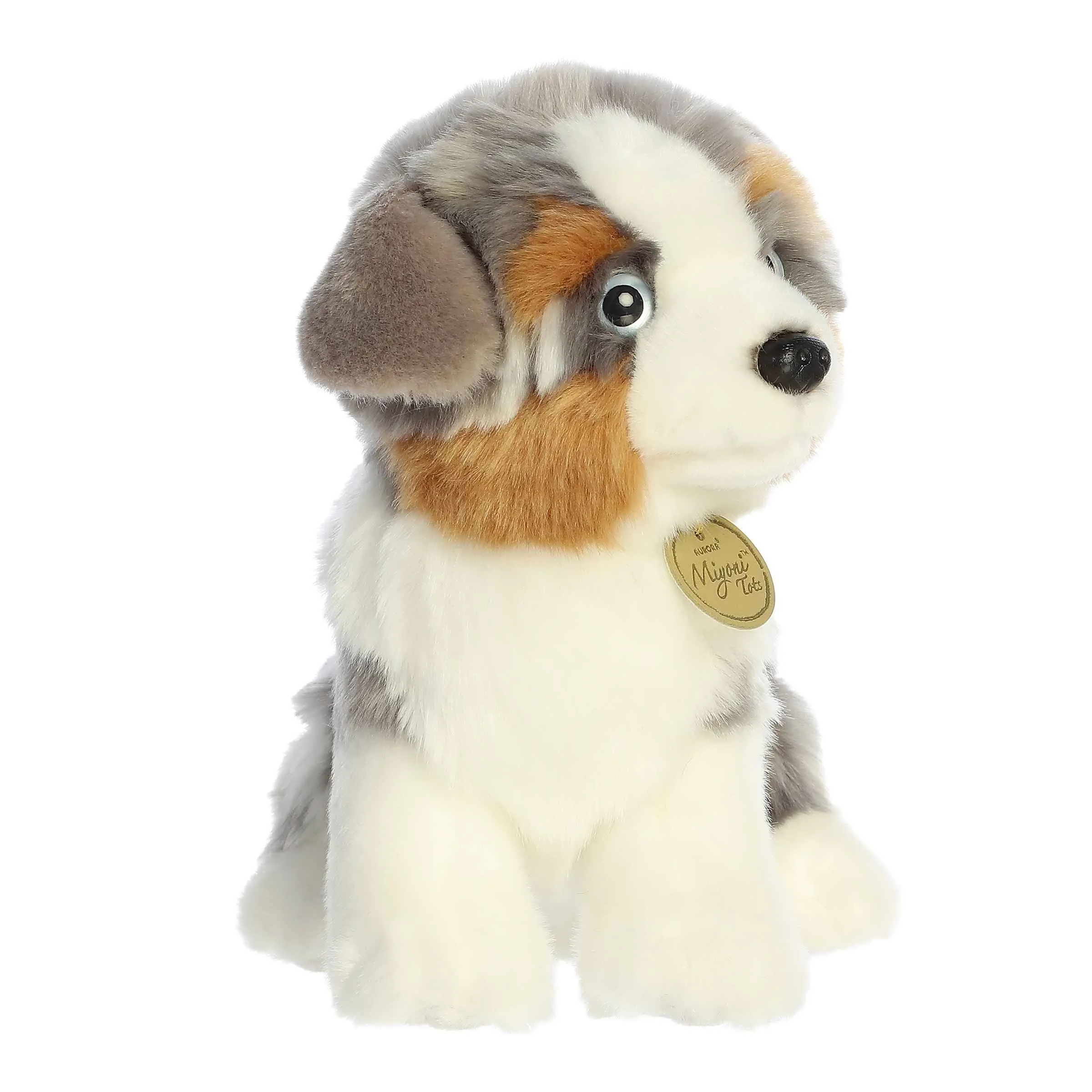 Australian Shepherd Pup