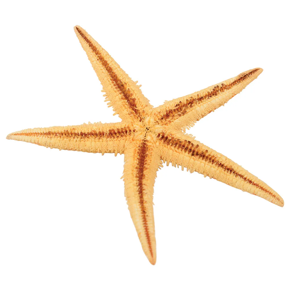 Real Starfish 30-Piece Set