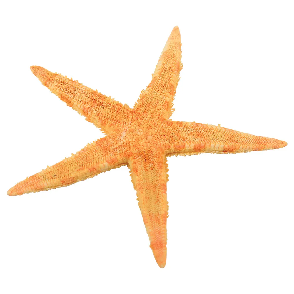 Real Starfish 30-Piece Set