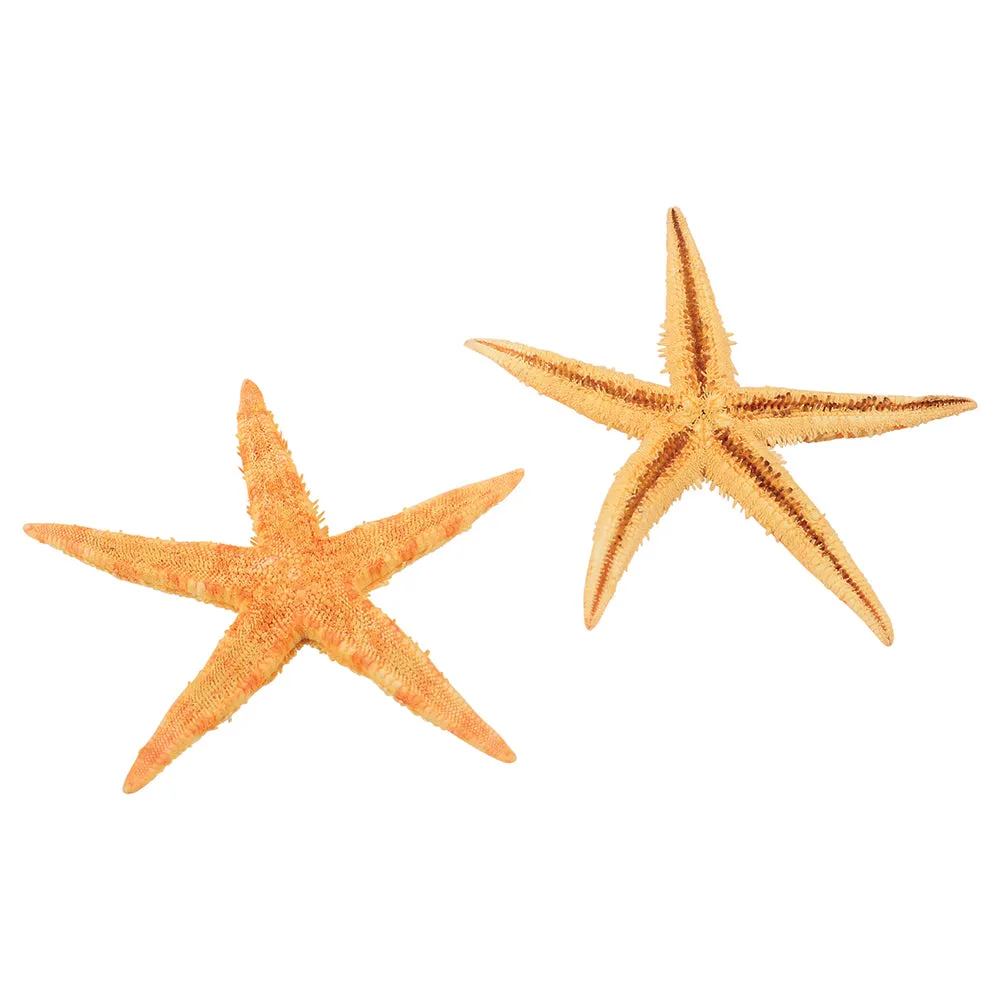 Real Starfish 30-Piece Set